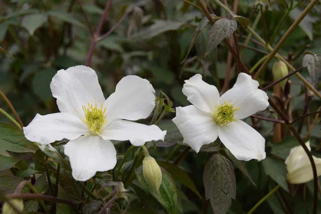 Clematis montana 'Alba' 150-175 cm